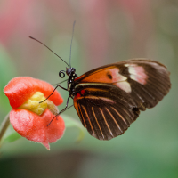 Butterfly on orange and yellow flower.